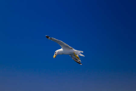 Many different species of seagulls circling around the ship, waiting for them to throw a piece of pastryの写真素材