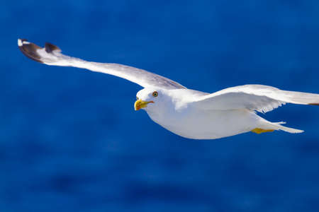 Many different species of seagulls circling around the ship, waiting for them to throw a piece of pastryの写真素材