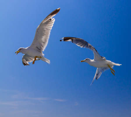 Many different species of seagulls circling around the ship, waiting for them to throw a piece of pastryの写真素材