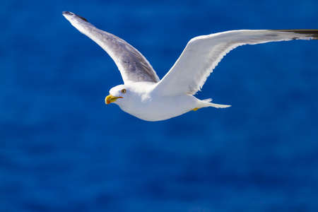 Many different species of seagulls circling around the ship, waiting for them to throw a piece of pastryの写真素材