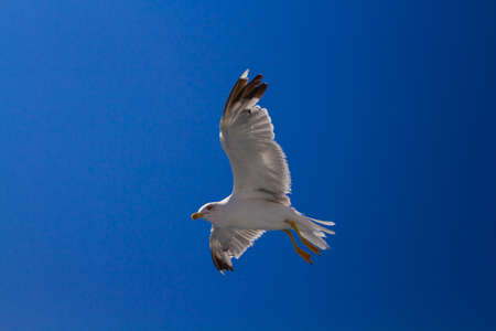 Many different species of seagulls circling around the ship, waiting for them to throw a piece of pastryの写真素材