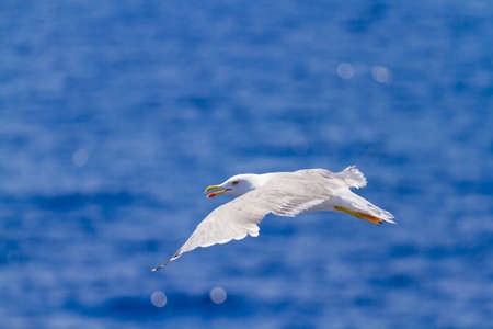 Many different species of seagulls circling around the ship, waiting for them to throw a piece of...