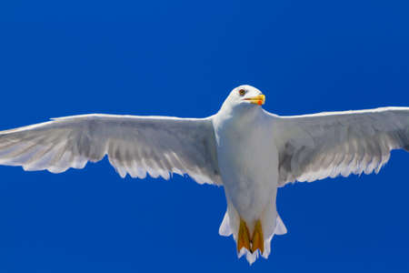 Many different species of seagulls circling around the ship, waiting for them to throw a piece of pastryの写真素材