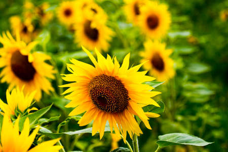 A huge field of yellow mature sunflowers. Partly cloudy. View of the sunflowers and a lot of close-up.の写真素材