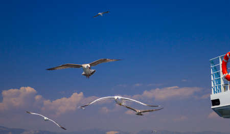 Many different species of seagulls circling around the ship, waiting for them to throw a piece of pastryの写真素材