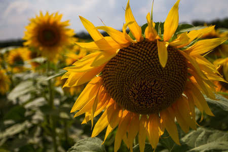 A huge field of yellow mature sunflowers. Partly cloudy. View of the sunflowers and a lot of close-up.の写真素材