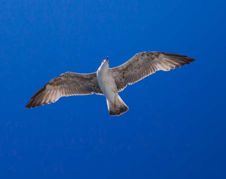 Many different species of seagulls circling around the ship, waiting for them to throw a piece of pastryの写真素材