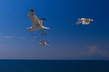 Many different species of seagulls circling around the ship, waiting for them to throw a piece of pastryの写真素材