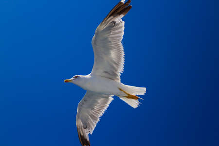 Many different species of seagulls circling around the ship, waiting for them to throw a piece of pastryの写真素材