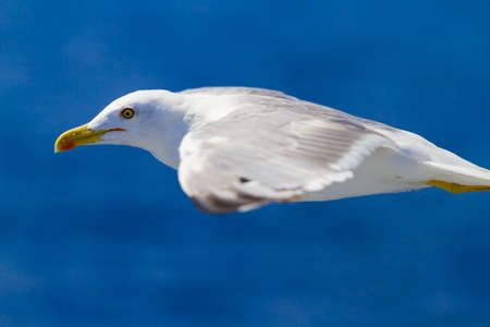 Many different species of seagulls circling around the ship, waiting for them to throw a piece of pastryの写真素材