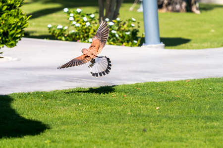 Falcon flies and sits on a treeの写真素材