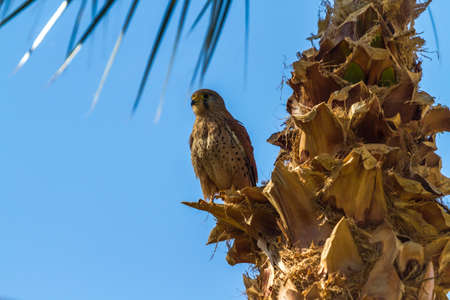 Falcon flies and sits on a treeの写真素材