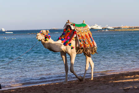 Camel with elegant saddle walking on the beachの写真素材