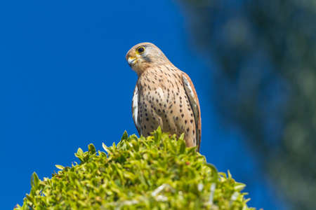 Falcon flies and sits on a treeの写真素材