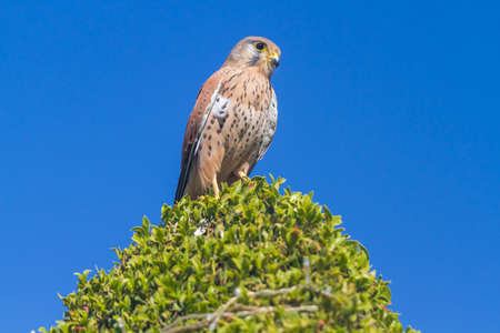 Falcon flies and sits on a treeの写真素材