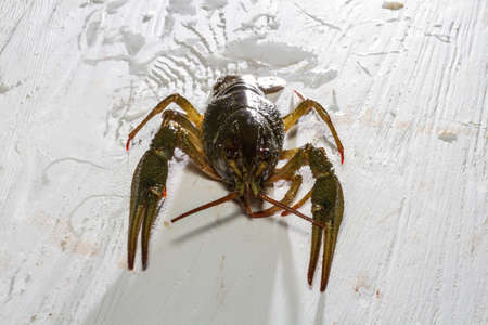 Live crayfish crawling on a wooden board.
