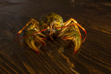 Live crayfish crawling on a wooden board.の写真素材