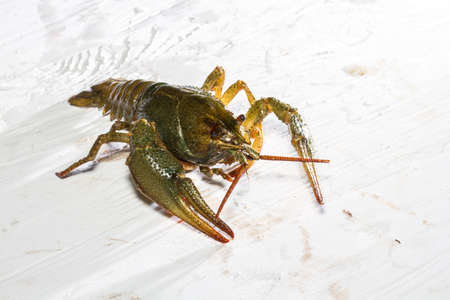 Live crayfish crawling on a wooden board.の写真素材