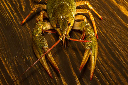 Live crayfish crawling on a wooden board.の写真素材
