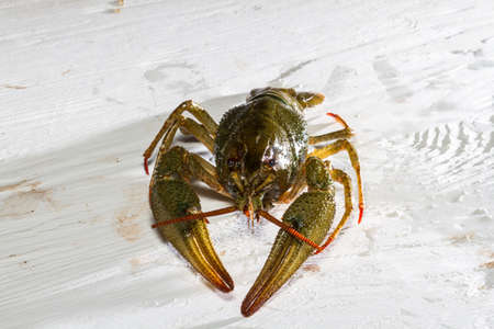 Live crayfish crawling on a wooden board.の写真素材