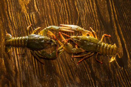 Live crayfish crawling on a wooden board. Live crayfish crawl on a wooden board. Crawfish are fighting.の写真素材