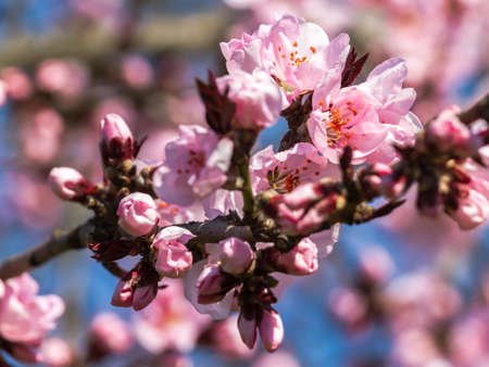 Sakura flowers only blossomed in spring on a tree in the city of Mukacheve, Ukraineの写真素材