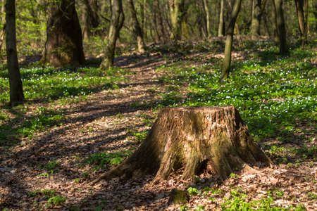 Big Beautiful Stump in the middle of the old forest in Mukacheve, Ukraineの写真素材
