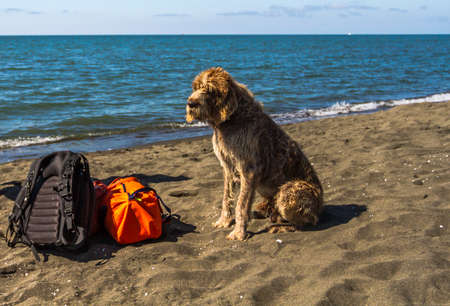 A dog sits near bagage on the beach.Bag, backpack under reliable protection.