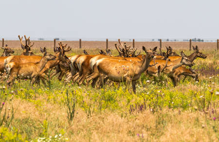 A herd of noble deer graze in the steppe. Ukraine.の写真素材