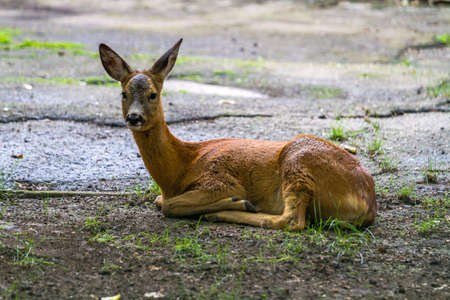 A young roe lay on the ground, Ukraine.の写真素材
