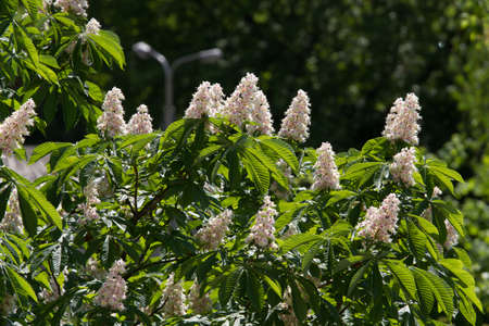 Kiev decorative chestnuts blossom in the spring with beautiful pyramidal flowers. Kiev, Ukraine.の写真素材