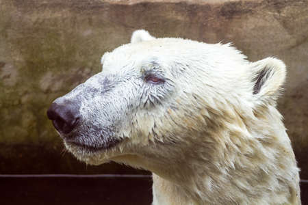 Portrait of a polar bear swimming in a pool, Nikolaev, Ukraine.の写真素材