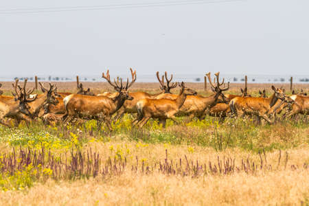 A herd of noble deer graze in the steppe. Ukraine.の写真素材