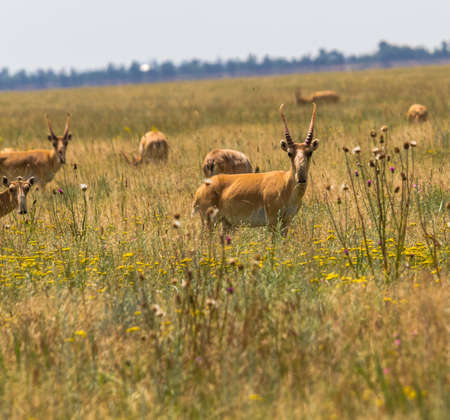 In savannah, steppe, prairie a herd of saigas is grazed. This is part of the largest herd of saigas in the world. Saigak - a cloven-hoofed mammal from the subfamily of these antelopesの写真素材