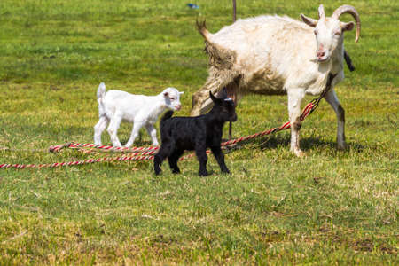 White goat walks in the clearing with its kids - black and whiteの写真素材