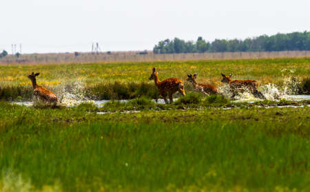 A flock of sika deer jumps over the river and swamp. The deer raise the spray. Around the running deer - meadow, steppe, prairie.の写真素材