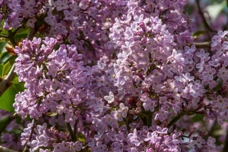Flowers lilac lilacs among the green leaves, and another blurry lilac on the background. Ukraineの写真素材