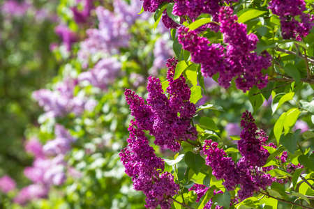 Flowers lilac lilacs among the green leaves, and another blurry lilac on the background. Ukraineの写真素材