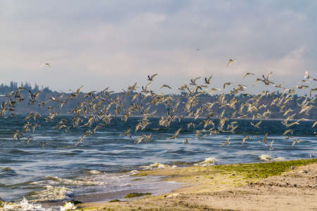 The end of the Kinburn spit, Mykolayiv region, Ukraine. Sea, sand, seagulls. Ukrainian native...