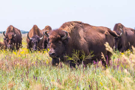In savannah, steppe, prairie a herd of bison is grazed. Zubr, or European bison - a species of animals of the genus bison of the subfamily of bovine families of the polorohad detachment of cloven-hoofed animals. The last representative of wild bulls in Euの写真素材