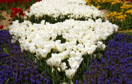 Multicolored tulips bloomed in spring in Istanbul, Turkey. Entire fields of tulips.の写真素材