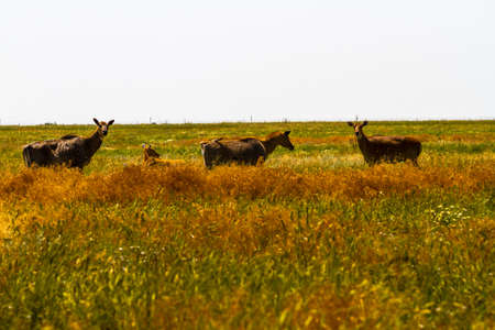 Spotted deers stands in the steppe and looks at the photographerの写真素材