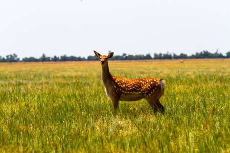 Spotted deer stands in the steppe and looks at the photographerの写真素材