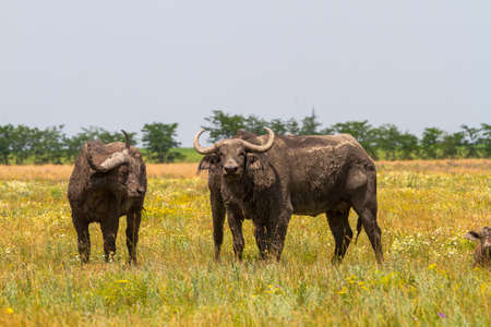 A family of Kaffir buffaloes in the steppe looks at the photographer. This beast - the most powerful, malicious, insidious and indomitable bulls. It is included in the big African five of wild animals.の写真素材