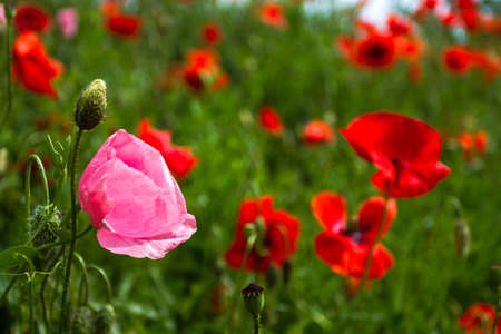 Field red poppies grow on the slope along the road. Glade of red poppies. Not like everyone elseの写真素材