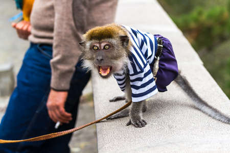 Aggressive monkey rushes to the passerby, who, I thought, wants to take her food.の写真素材