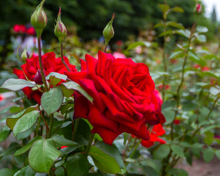 Big red rose on the bush, Ukraineの写真素材