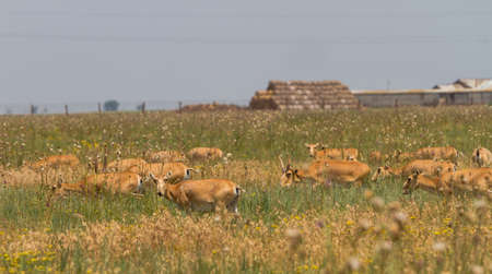 In savannah, steppe, prairie a herd of saigas is grazed. This is part of the largest herd of saigas in the world. Saigak - a cloven-hoofed mammal from the subfamily of these antelopesの写真素材