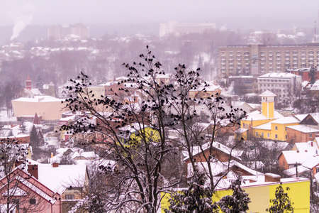 A huge flock of crows sits on trees in the background of the winter city of Truskavets, Ukraine.の写真素材