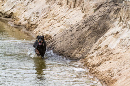 Dog Doberman runs along the edge of the water. Sandy shore.の写真素材